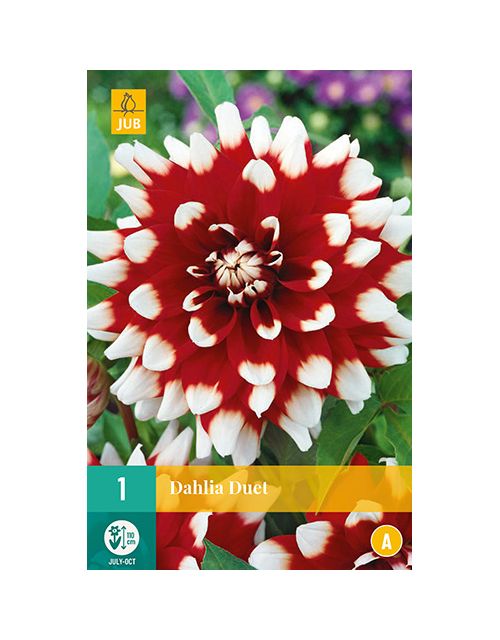 JUB Dahlia Duet 1 stuk