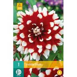 JUB Dahlia Duet 1 stuk