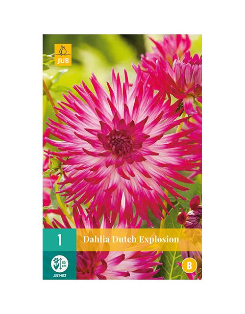 JUB Dahlia Dutch Explosion 1 stuk