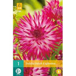 JUB Dahlia Dutch Explosion 1 stuk