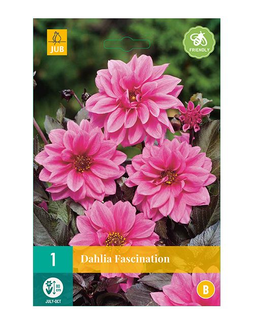 JUB Dahlia Fascination 1 stuk
