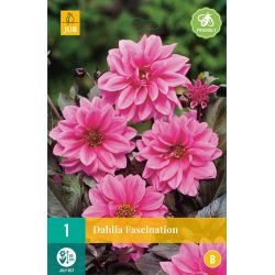 JUB Dahlia Fascination 1 stuk