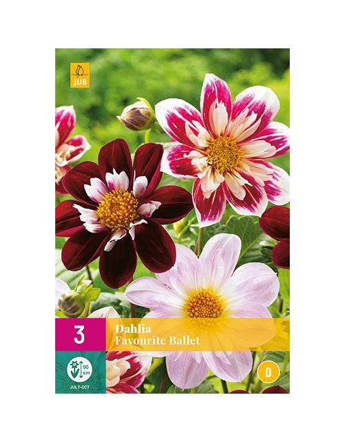 JUB Dahlia Favourite Ballet 3 stuks