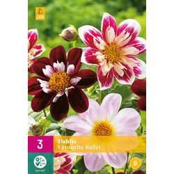 JUB Dahlia Favourite Ballet 3 stuks