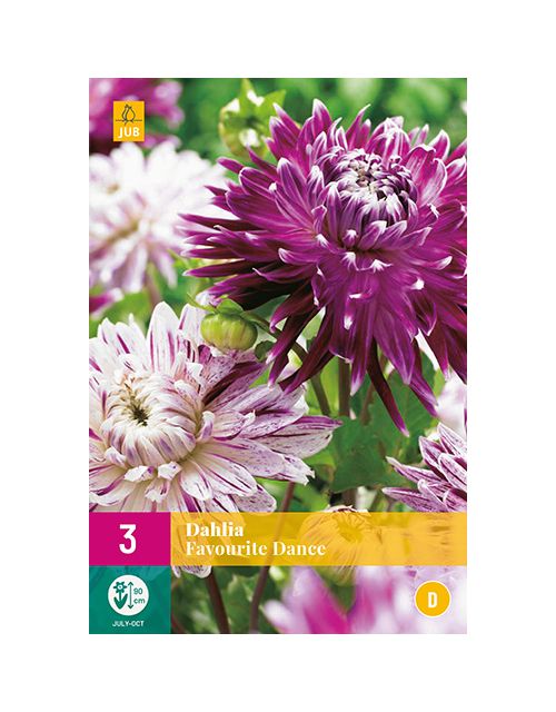 JUB Dahlia Favourite Dance 3 stuks