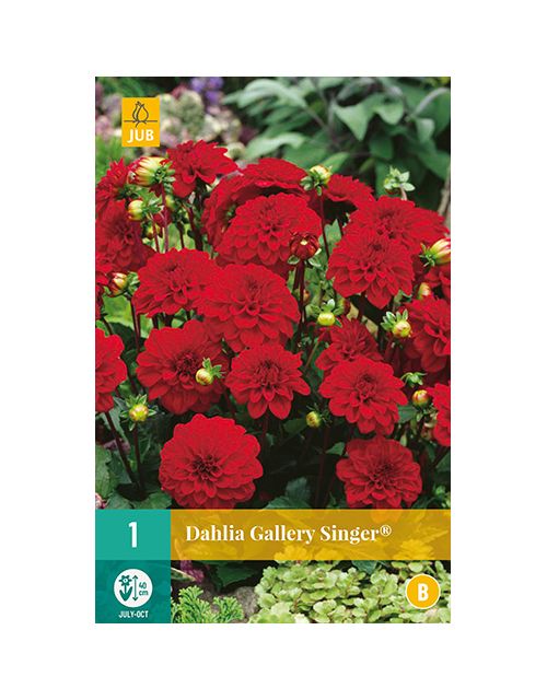 JUB Dahlia Gallery Singer® 1 stuk