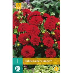 JUB Dahlia Gallery Singer® 1 stuk
