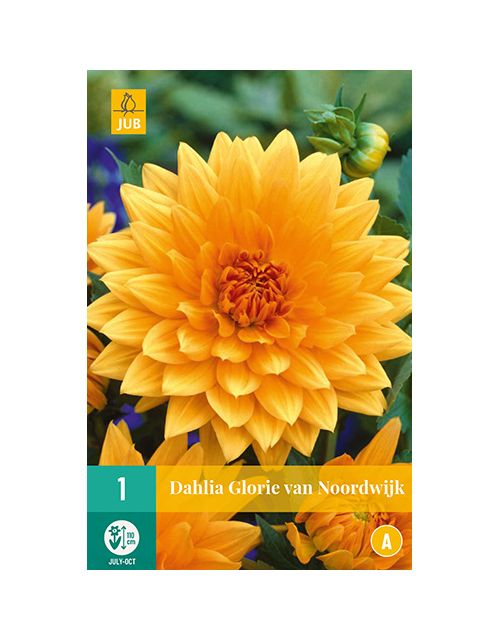 JUB Dahlia Glorie van Noordwijk 1 stuk