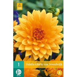 JUB Dahlia Glorie van Noordwijk 1 stuk