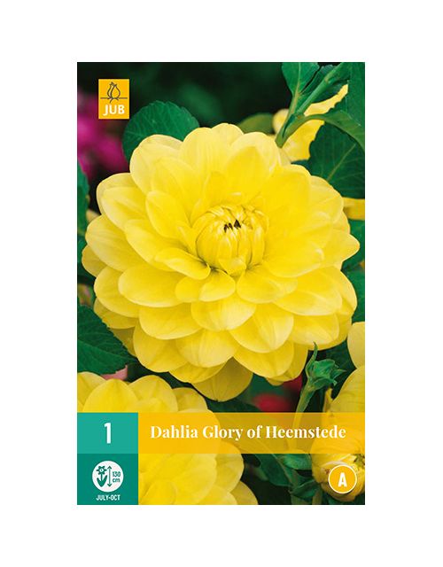 JUB Dahlia Glory of Heemstede 1 stuk