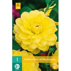 JUB Dahlia Glory of Heemstede 1 stuk