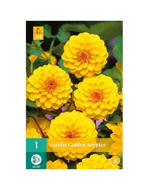 JUB Dahlia Golden Scepter 1 stuk