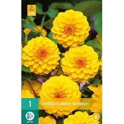 JUB Dahlia Golden Scepter 1 stuk