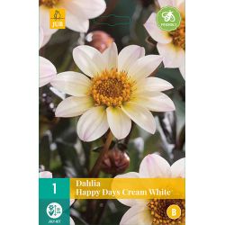 JUB Dahlia Happy Days Cream White 1 stuk