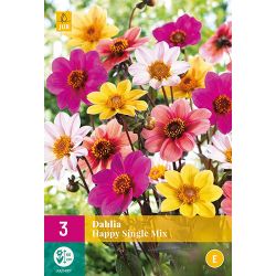 JUB Dahlia Happy Single Mix 3 stuks