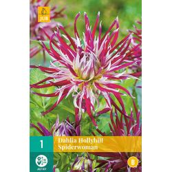 JUB Dahlia Hollyhill Spiderwoman 1 stuk