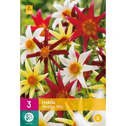JUB Dahlia Honka Mix 3 stuks