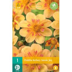 JUB Dahlia Kelsey Annie Joy 1 stuk