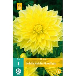 JUB Dahlia Kelvin Floodlight 1 stuk
