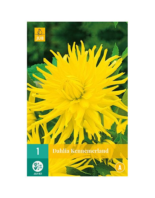 JUB Dahlia Kennemerland 1 stuk