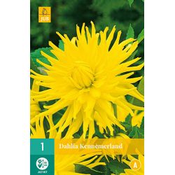 JUB Dahlia Kennemerland 1 stuk