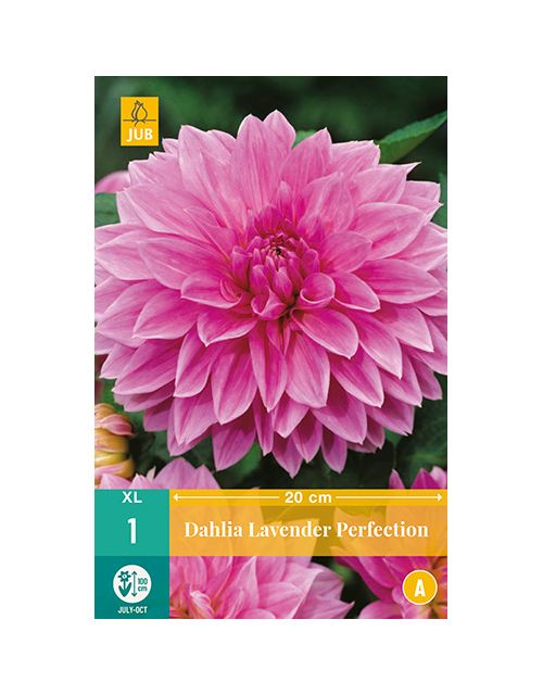JUB Dahlia Lavender Perfection 1 stuk