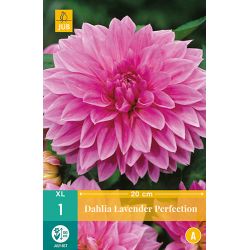JUB Dahlia Lavender Perfection 1 stuk