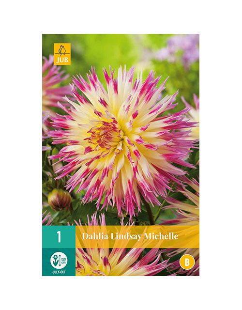 JUB Dahlia Lindsay Michelle 1 stuk