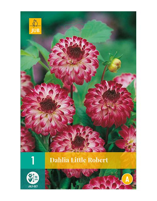 JUB Dahlia Little Robert 1 stuk