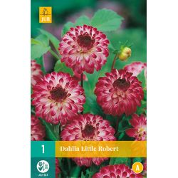 JUB Dahlia Little Robert 1 stuk