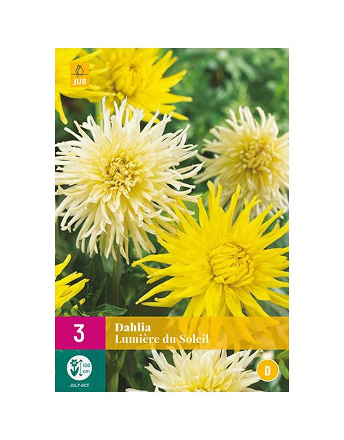 JUB Dahlia Lumière Du Soleil 3 stuks