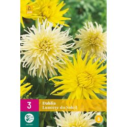 JUB Dahlia Lumière Du Soleil 3 stuks