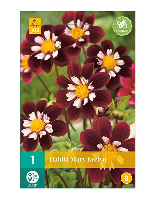 JUB Dahlia Mary Evelyn 1 stuk