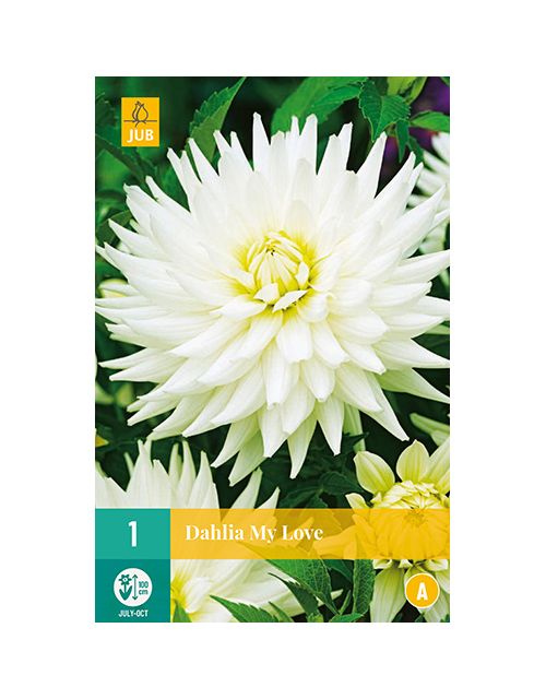 JUB Dahlia My Love 1 stuk