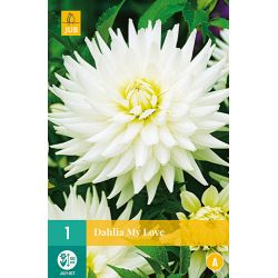 JUB Dahlia My Love 1 stuk