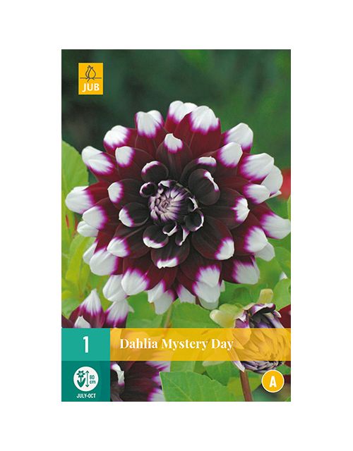 JUB Dahlia Mystery Day 1 stuk