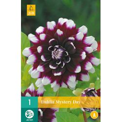 JUB Dahlia Mystery Day 1 stuk