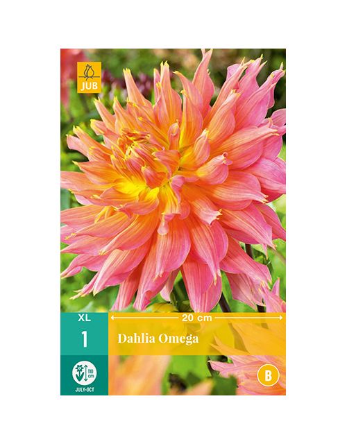 JUB Dahlia Omega 1 stuk