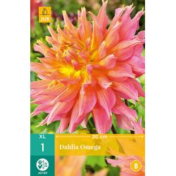 JUB Dahlia Omega 1 stuk