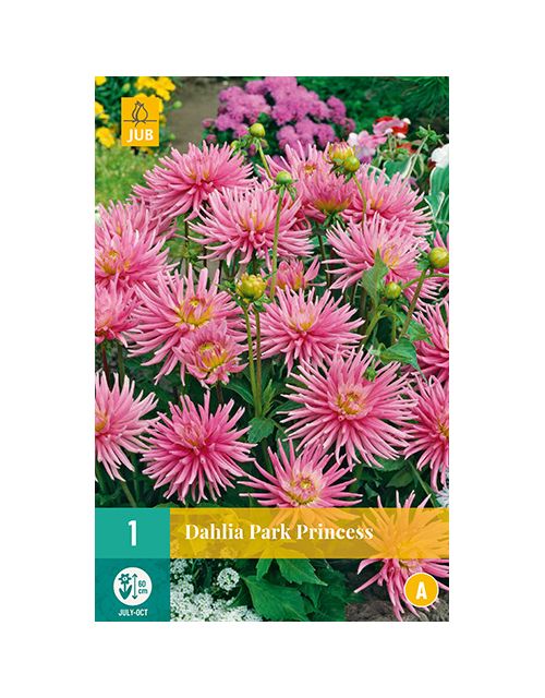 JUB Dahlia Park Princess 1 stuk
