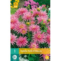 JUB Dahlia Park Princess 1 stuk
