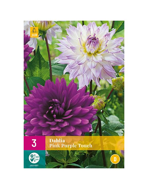 JUB Dahlia Pink Purple Touch 3 stuks