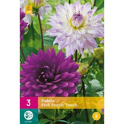 JUB Dahlia Pink Purple Touch 3 stuks