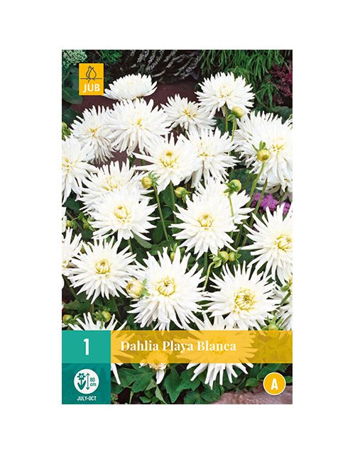 JUB Dahlia Playa Blanca 1 stuk