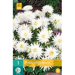 JUB Dahlia Playa Blanca 1 stuk
