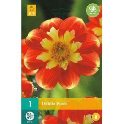 JUB Dahlia Pooh 1 stuk