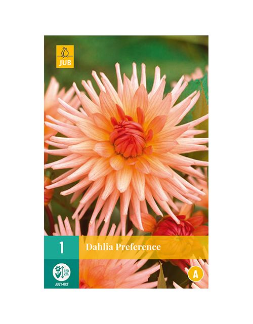 JUB Dahlia Preference 1 stuk