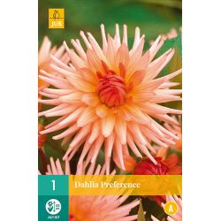 JUB Dahlia Preference 1 stuk
