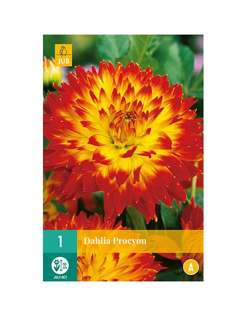 JUB Dahlia Procyon 1 stuk