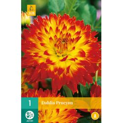JUB Dahlia Procyon 1 stuk